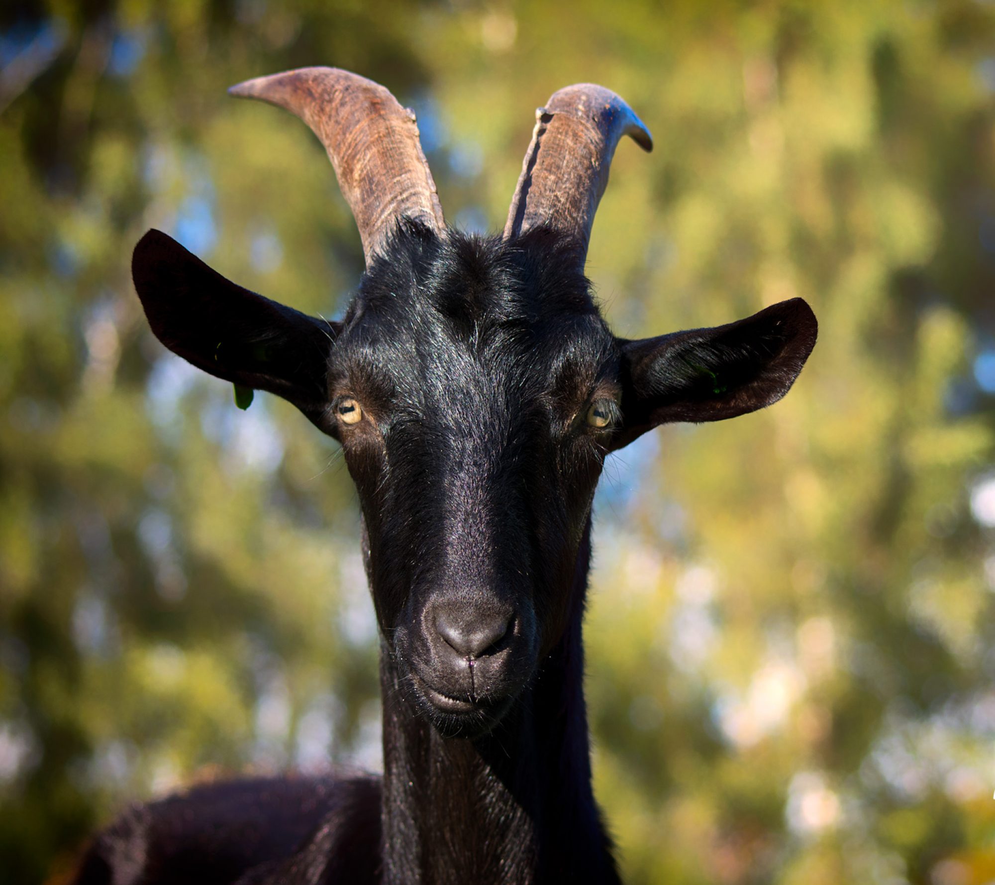 Melkgeitenopvang Ophelia VZW - DAIRYGOATSANCTUARY